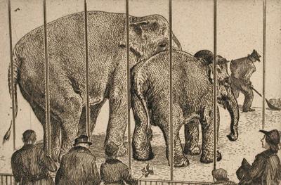 Elephants at the Zoo